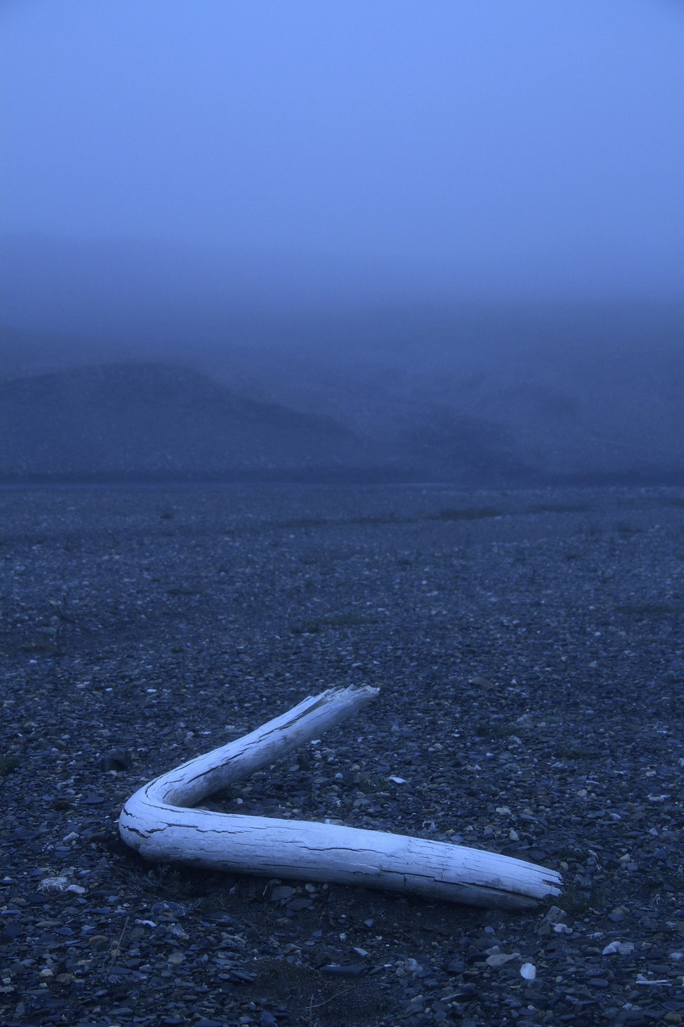 Các nhà khoa học mới đây đã khôi phục và giải mã được ADN từ răng của những con voi ma mút sống tại Đông Bắc Siberia cách đây gần 1,2 triệu năm trước, theo đó đây là ADN lâu đời nhất thế giới được giải mã. Kết quả nghiên cứu này được công bố trên tạp chí Nature ngày 17/2/2021, mở ra cánh cửa cho giới khoa học tìm hiểu sâu hơn về các loài tuyệt chủng. Trong ảnh (tư liệu): Ngà của một con voi ma mút lông xoăn được phát hiện tại đảo Wrangel năm 2017. (Nguồn: AFP/TTXVN)