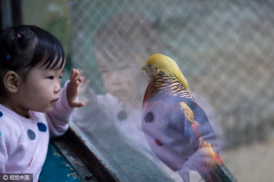 Bé gái đang ngắm nhìn chú chim nổi tiếng. (Nguồn: visualchina.com)