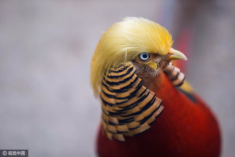 Với 'kiểu tóc mê hoặc' giống với kiểu tóc của Tổng thống đắc cử Mỹ Donald Trump, chú chim trĩ đỏ tại Thế giới động vật hoang dã Hàng Châu (Trung Quốc) bỗng trở nên nổi tiếng. (Nguồn: visualchina.com)
