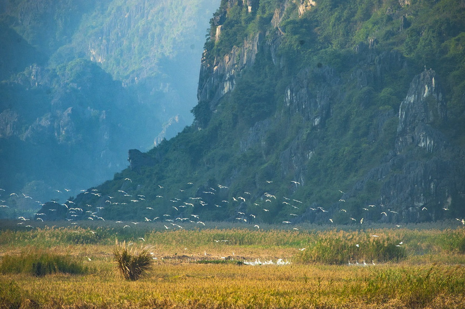 Mỗi dịp Đông đến Vân Long lại tràn ngập sắc trắng của những đàn cò trắng lên đến cả nghìn con bay về trú ngụ tạo nên khung cảnh nên thơ. (Ảnh: Minh Đức/TTXVN)