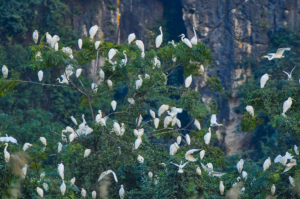 Những khu rừng tràm tại Vân Long là nơi trú ngụ của những đàn cò lớn, là nơi ghỉ ngơi của chúng sau mỗi ngày kiếm ăn. (Ảnh: Minh Đức/TTXVN)