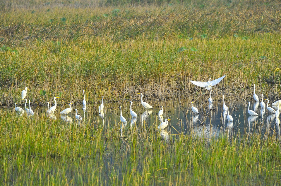 Cò, vạc và các loại chim nước về đây, sống và kiếm ăn ở hệ sinh thái ngập nước Vân Long vào mùa khô. (Ảnh: Minh Đức/TTXVN)