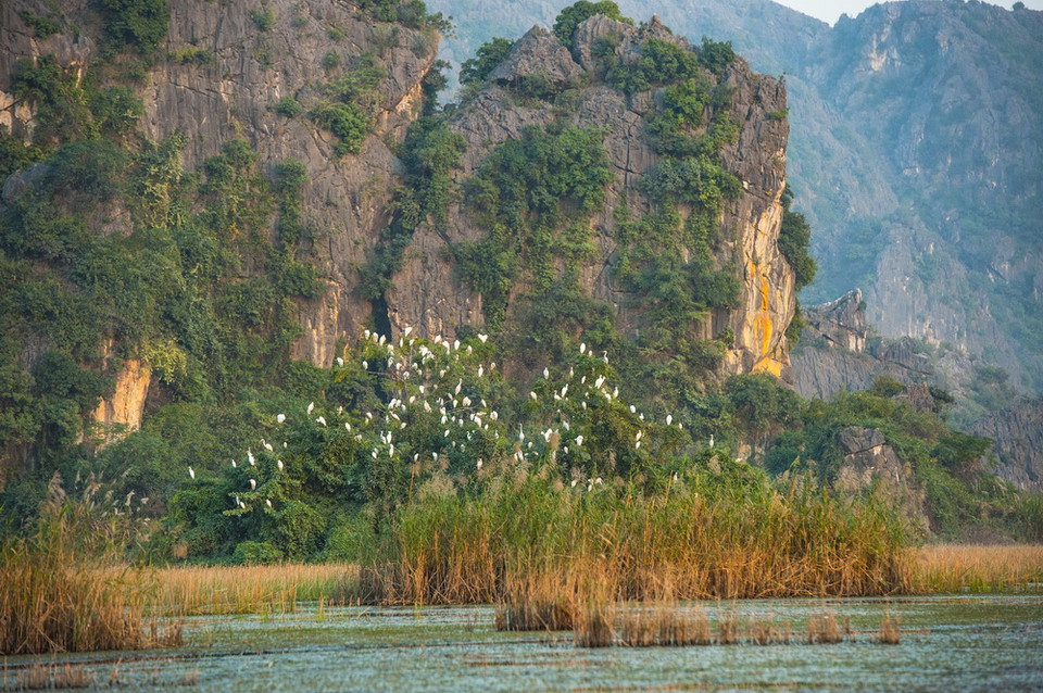 Hàng nghìn loài chim, cò, vạc các loại tựu về đây, sống chen chúc trên những thảm rừng nguyên sinh trên núi đá vôi, hoặc kiếm sống ở các hệ sinh thái dưới ngập nước… Tiếng kêu của chúng làm xôn xao cả một vùng không gian vốn tĩnh lặng. (Ảnh: Minh Đức/TTXVN)