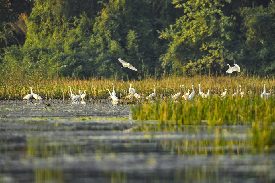 Cò, vạc và các loại chim nước về đây, sống và kiếm ăn ở hệ sinh thái ngập nước Vân Long vào mùa khô. (Ảnh: Minh Đức/TTXVN)