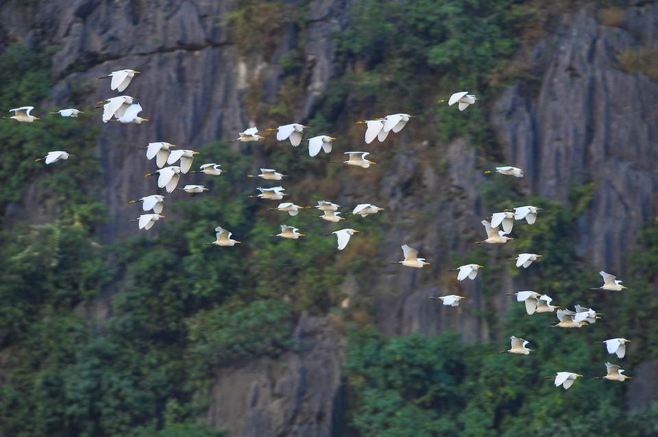 Mỗi dịp Đông đến Vân Long lại tràn ngập sắc trắng của những đàn cò trắng lên đến cả nghìn con bay về trú ngụ. (Ảnh: Minh Đức/TTXVN)