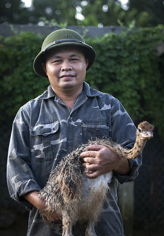 Sau lần tham quan mô hình chăn nuôi đà điểu tại Ba Vì, Hà Nội, nhận thấy đây là mô hình phát triển kinh tế có tiềm năng lớn, phù hợp với điều kiện diện tích đất nuôi của gia đình. Năm 2013 anh Phan Sỹ Hải, xã Yên Mông (TP Hòa Bình) đã đầu tư xây dựng trang trại nuôi đà điểu để cung thịt thương phẩm và giống, tạo hướng đi mới mang lại kinh tế cho gia đình và người dân địa phương. (Ảnh: Trọng Đạt/TTXVN)