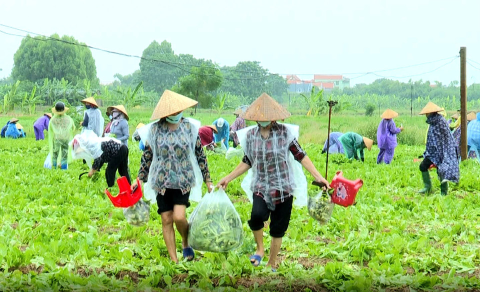 Những ngày qua, Hội Liên hiệp Phụ nữ huyện Gia Bình, tỉnh Bắc Ninh đã cùng nhau góp hàng tấn rau, củ để chi viện cho người dân vùng tâm dịch thủ đô Hà Nội. (Ảnh: Đinh Văn Nhiều/TTXVN)