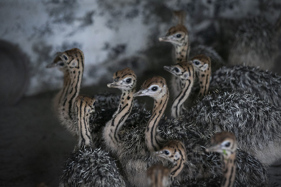 Đà điểu non mới nở có cân nặng từ 2-3kg tại trại nuôi của anh Phan Sỹ Hải, xã Yên Mông (TP Hòa Bình). (Ảnh: Trọng Đạt/TTXVN)