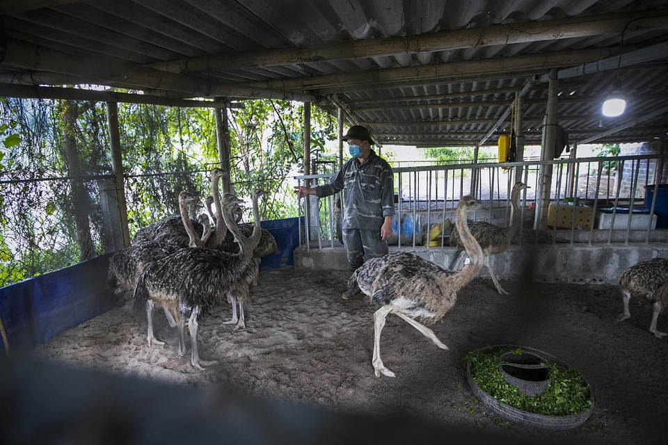 Những con giống tại trang trại của anh Hải chuẩn bị xuất chuồng. (Ảnh: Trọng Đạt/TTXVN)