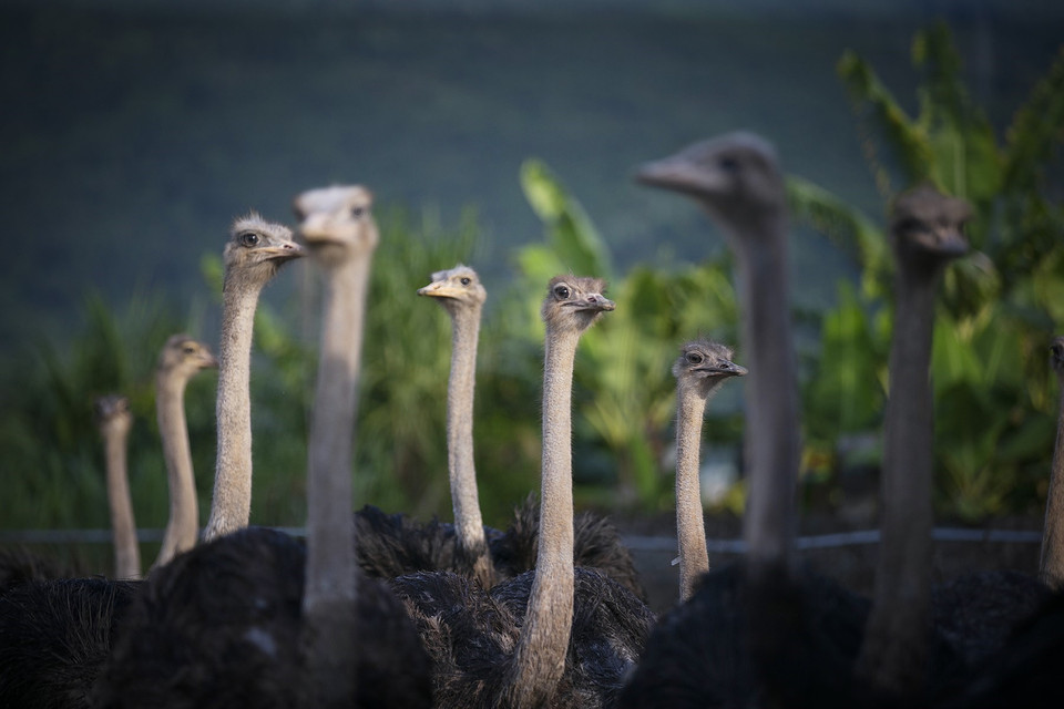 Những chú đà điểu trưởng thành có cân nặng khoảng 100-150kg và giá bán dao động khoảng 100-120.000 đồng/kg. (Ảnh: Trọng Đạt/TTXVN)