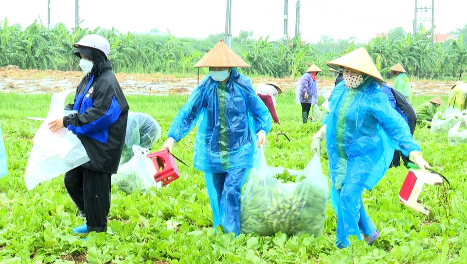 Từ ngày 8-10/8, Hội Liên hiệp Phụ nữ huyện Gia Bình đã tổ chức thu hoạch và chuyển hơn 30 tấn rau, củ như rau cải, rau muống, chuối… đến tay người dân tại các khu dân cư phong tỏa, bếp ăn từ thiện, khu công nghiệp bị phong tỏa, siêu thị 0 đồng ở thành phố Hà Nội. (Ảnh: Đinh Văn Nhiều/TTXVN)
