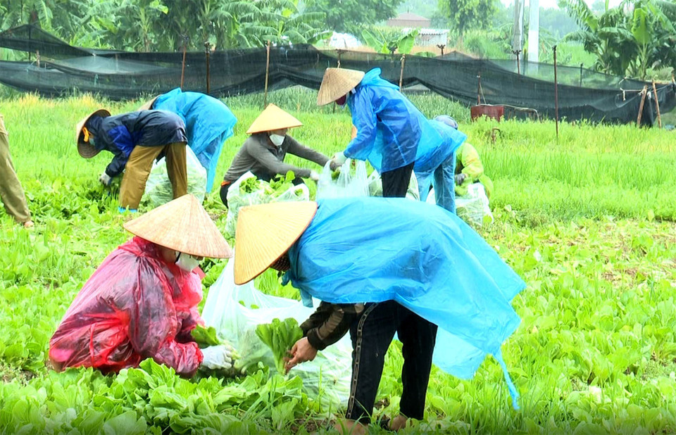 Sáng 10/8, dưới cơn mưa tầm tã, hơn 200 phụ nữ trên địa bàn huyện Gia Bình vẫn đang thu hoạch, vận chuyển rau, củ lên xe để kịp chuyển rau, hỗ trợ vùng tâm dịch Hà Nội. (Ảnh: Đinh Văn Nhiều/TTXVN)