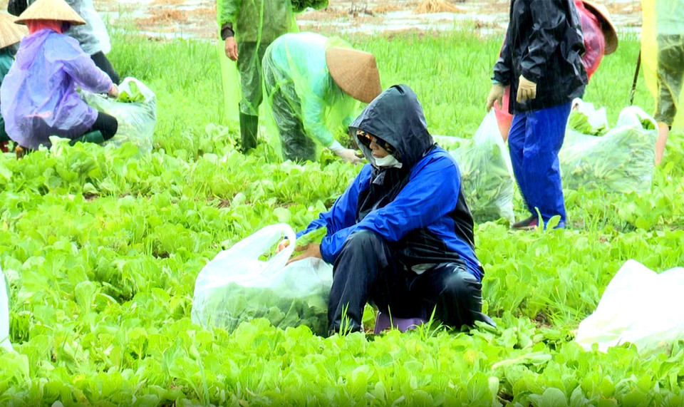 Dịch COVID-19 đang diễn biến phức tạp ở thành phố Hà Nội và nhiều tỉnh, thành trong cả nước khiến cuộc sống của người dân bị đảo lộn, gặp nhiều khó khăn. Những ngày qua, Hội Liên hiệp Phụ nữ huyện Gia Bình, tỉnh Bắc Ninh đã cùng nhau góp hàng tấn rau, củ để chi viện cho người dân vùng tâm dịch thành phố Hà Nội. (Ảnh: Đinh Văn Nhiều/TTXVN)