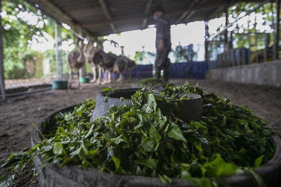Đà điểu là loài chim dễ nuôi, lớn nhanh, ít dịch bệnh, thức ăn của đà điểu dễ kiếm, chủ yếu là rau lang, rau muống, cỏ hoa trắng. (Ảnh: Trọng Đạt/TTXVN)
