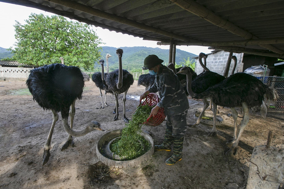 Anh Phan Sỹ Hải cho đà điểu ăn tại trang trại ở thôn Mỵ, xã Yên mông, Thành phố Hòa Bình. (Ảnh: Trọng Đạt/TTXVN)