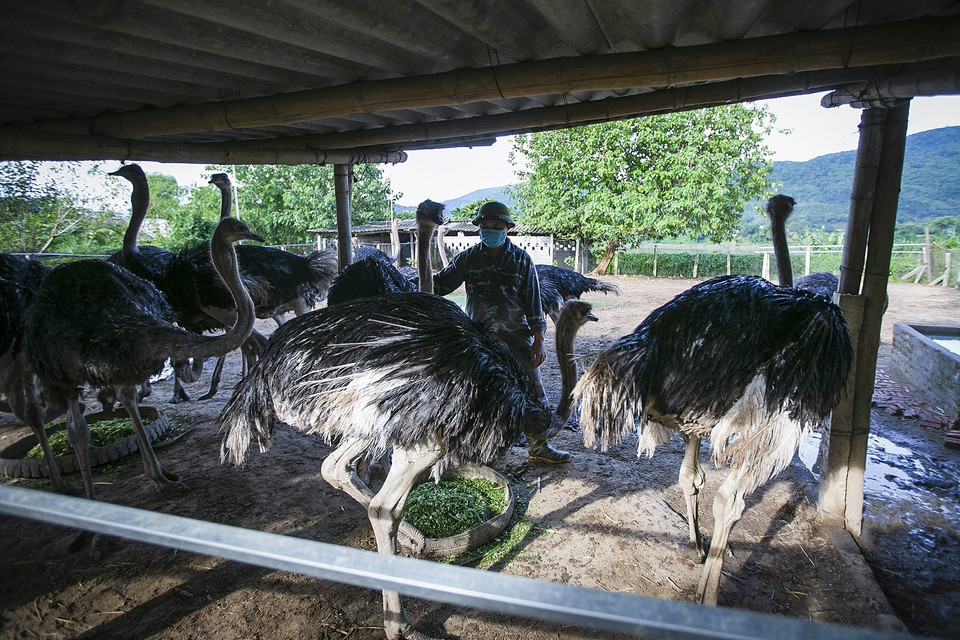 Hiện trang trại của Hải đang có khoảng hơn 300 con đà điểu, 2/3 trong số đó là những con non, con giống đã được đặt hàng. (Ảnh: Trọng Đạt/TTXVN)