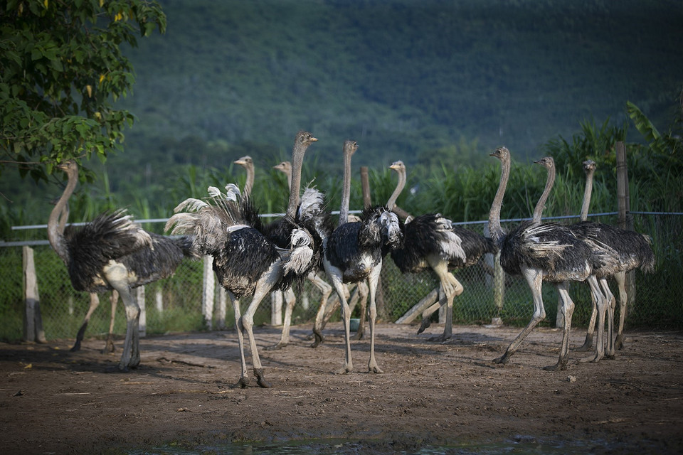 Những chú đà điểu trưởng thành có cân nặng khoảng 100-150kg và giá bán dao động khoảng 100-120.000 đồng/kg. (Ảnh: Trọng Đạt/TTXVN)