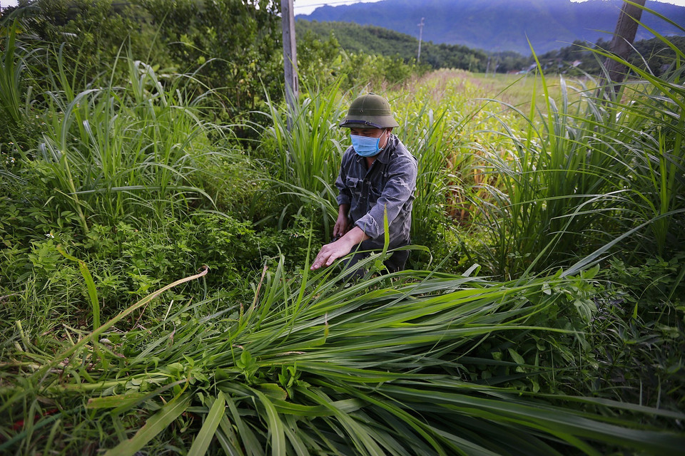 Ngày hai lần anh đi lấy thức ăn cho đà điểu là những loại rau như rau muống, rau lang, cỏ voi. (Ảnh: Trọng Đạt/TTXVN)