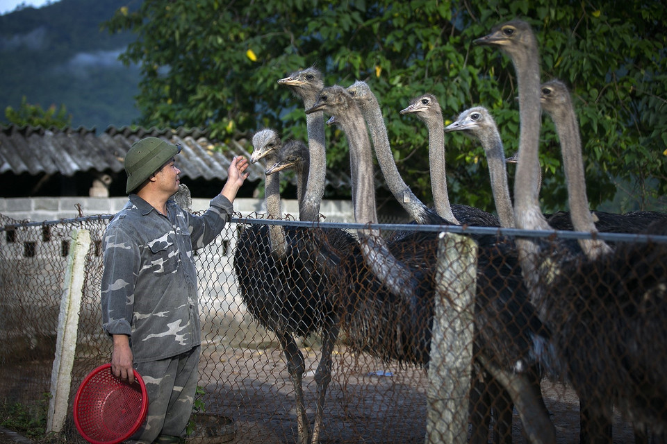 Anh Phan Sỹ Hải với những chú đà điểu trưởng thành tại trang trại. Với anh Hải thì đà điểu là loài chim thông minh và rất hiếu kỳ. (Ảnh: Trọng Đạt/TTXVN)