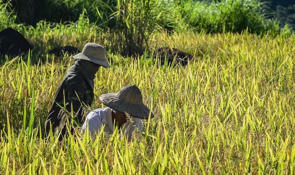 Ruộng bậc thang xã Miền Đồi (huyện Lạc Sơn, Hòa Bình) đang vào mùa thu hoạch. (Ảnh: Trọng Đạt/TTXVN)