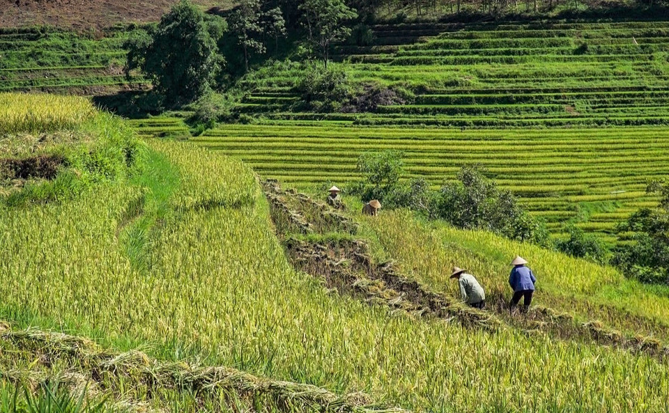 Ruộng bậc thang xã Miền Đồi (huyện Lạc Sơn, Hòa Bình) đang vào mùa thu hoạch. (Ảnh: Trọng Đạt/TTXVN)