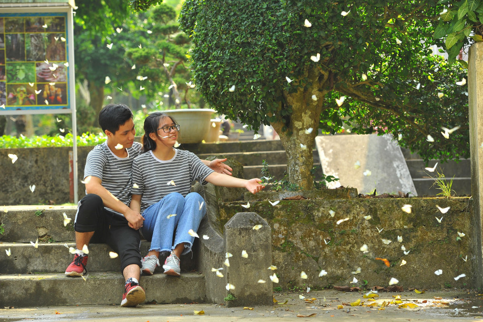 Mùa bướm rừng Cúc Phương như một điểm đến mới của những người yêu du lịch, nơi đây thu hút đông du khách trong và ngoài nước. (Ảnh: Minh Đức/TTXVN)