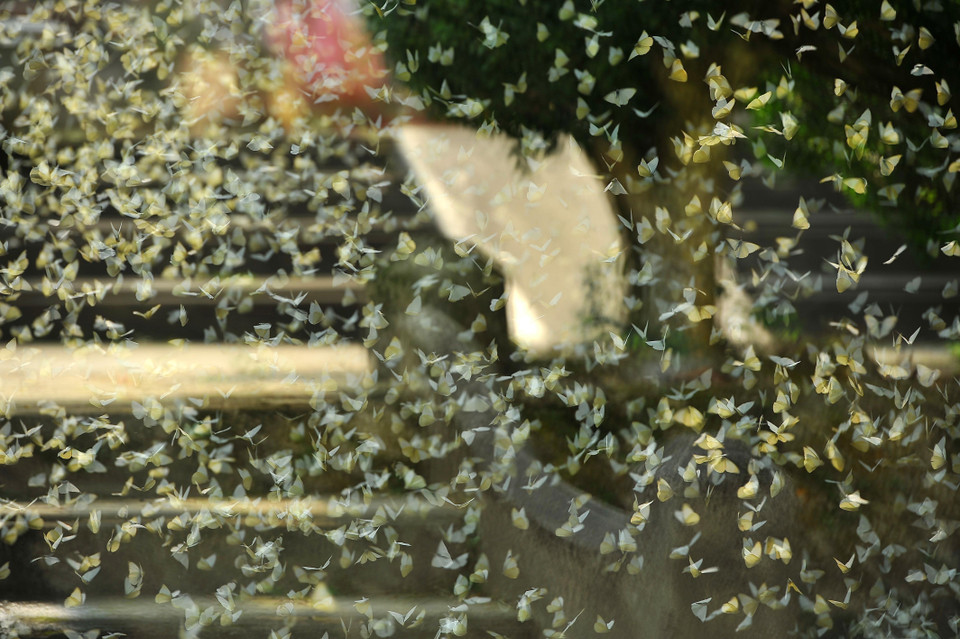 Với hơn 400 loài bướm đủ các chủng loại, số lượng cá thể lên tới hàng triệu con đua nhau khoe sắc tạo nên nét độc đáo cho rừng Cúc Phương, tạo điểm nhấn thu hút nhiều du khách đến tham quan và chiêm ngưỡng. (Ảnh: Minh Đức/TTXVN)