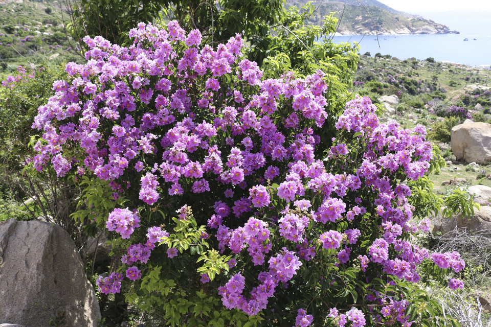 Hoa bằng lăng nở rộ tuyệt đẹp. (Ảnh: Nguyễn Thành/TTXVN)