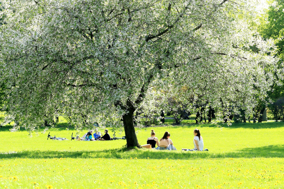 Người dân Moskva đổ ra các công viên để ngắm hoa. (Ảnh: Trần Hiếu/TTXVN)