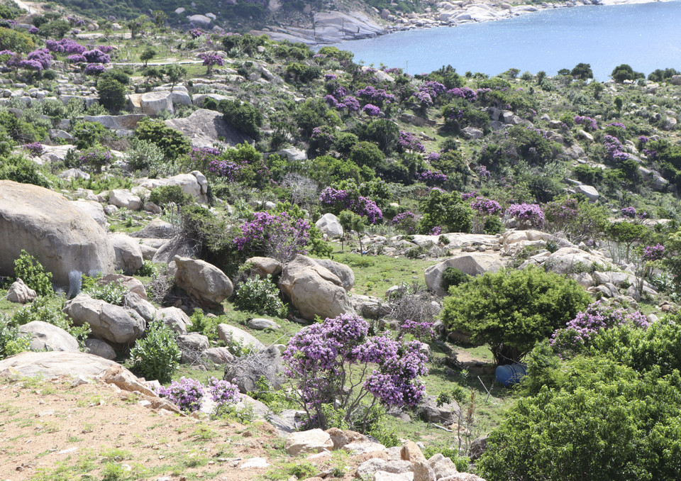 Hoa bằng lăng “nhuộm tím” cả một góc rừng ven biển Ninh Thuận. (Ảnh: Nguyễn Thành/TTXVN)