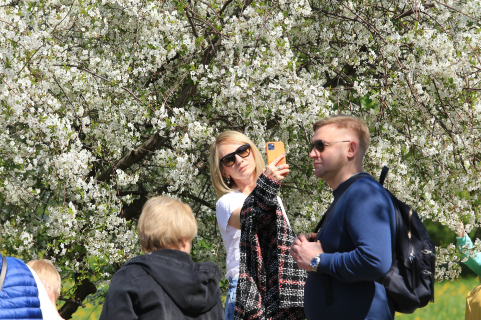 Hoa táo và hoa tulip trong công viên Kolomenskoye. (Ảnh: Trần Hiếu/TTXVN)