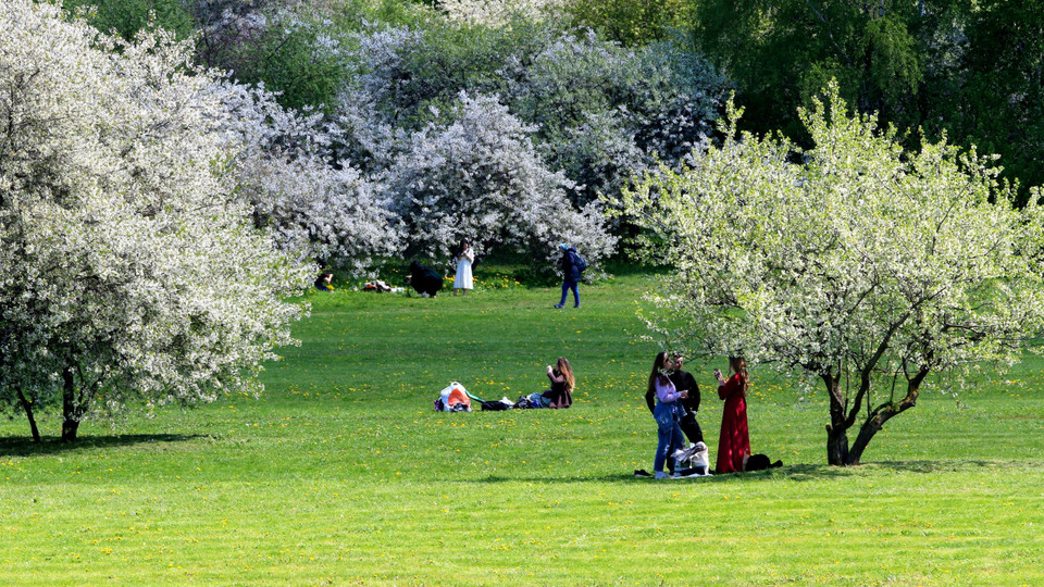 Công viên Kolomenskoye là một trong những công viên lớn nhất Moskva, nơi có hàng trăm cây táo cổ thụ các loại. (Ảnh: Trần Hiếu/TTXVN)
