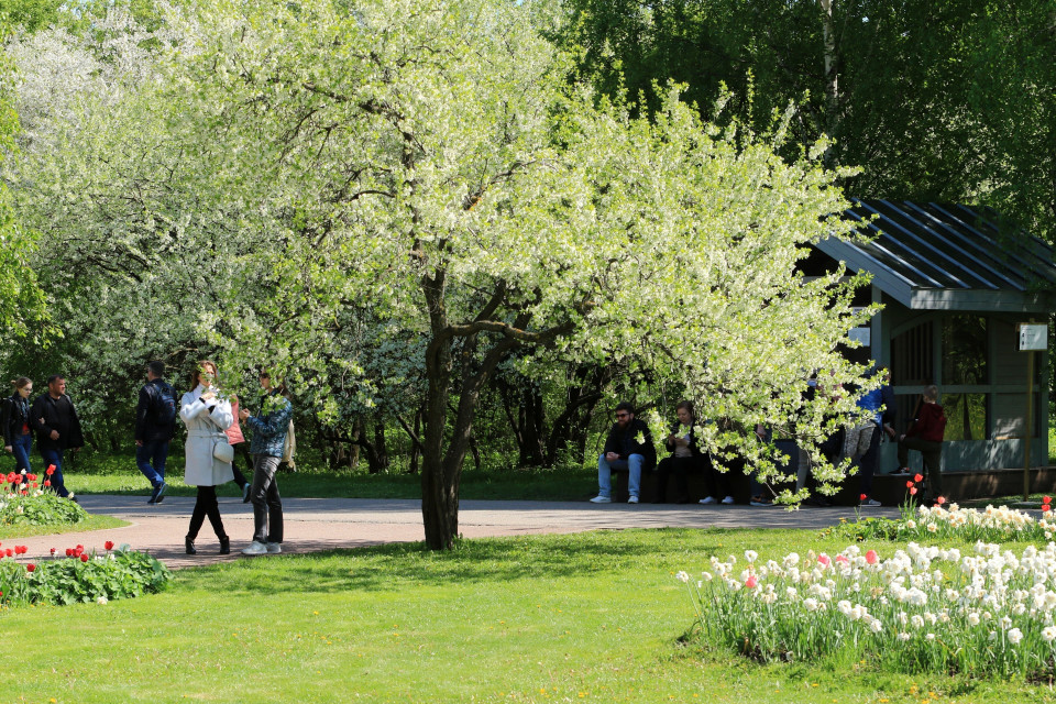 Vườn hoa Siren được hình thành từ năm 1954 trong công viên Izmailovo. (Ảnh: Trần Hiếu/TTXVN)