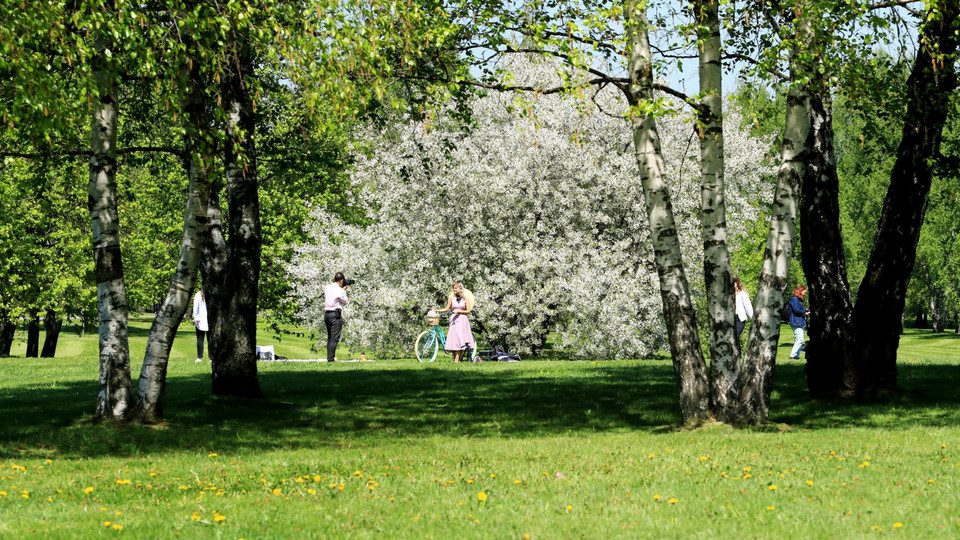 Từ giữa tháng Năm, mùa hoa đã bắt đầu ở thủ đô Moskva (Liên bang Nga). Hoa anh đào, tử đinh hương, mẫu đơn và hoa tulip nở rộ trong các công viên và khuôn viên khắp thành phố. (Ảnh: Trần Hiếu/TTXVN) 