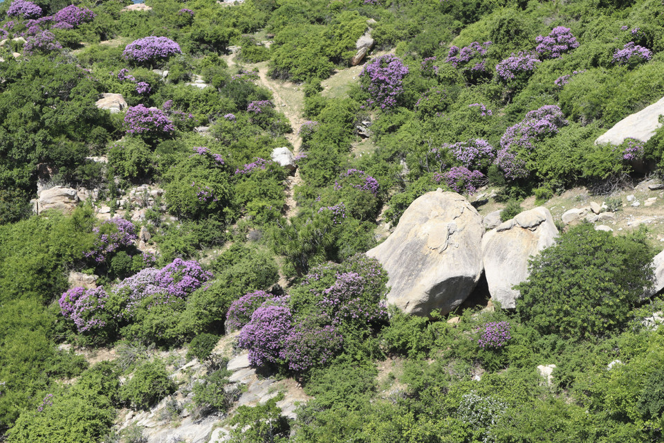 Thời gian hoa bằng lăng nở bắt đầu từ cuối tháng Tư đến tháng Sáu hằng năm. (Ảnh: Nguyễn Thành/TTXVN)