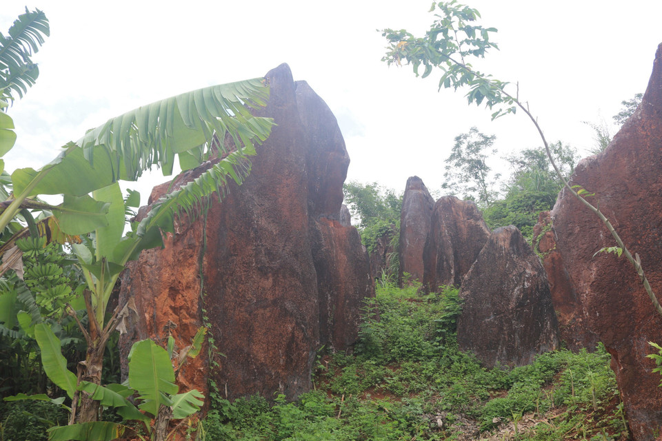 Những mảnh đá vôi cao trên 20m, rộng hơn 10m phủ màu nâu đỏ của lục nguyên được hình thành từ sự phun trào của núi lửa phủ lên trên đá vôi đã tạo nên nét hấp dẫn hiếm có của vườn đá. (Ảnh: Chu Hiệu/TTXVN)