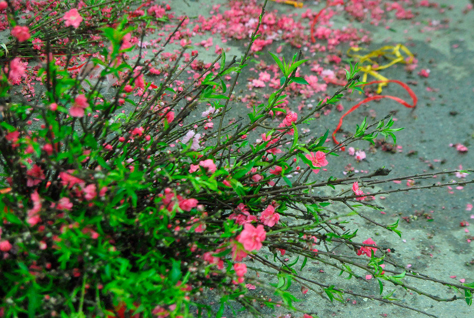 Năm nay có thể xem là một năm không mấy vui vẻ đối với những người trồng đào. Hoa đào nở sớm khiến cho việc buôn bán mẻ đào mà những người dân trông chờ cả năm trở nên khó khăn.