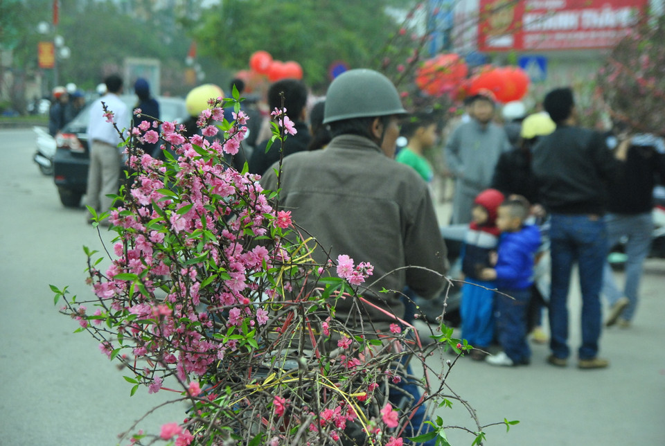 Trong một năm đào, mai thất thế, hình ảnh những người trồng đào ngẩn ngơ đèo đến rồi lại chở về đã trở nên quá quen thuộc.