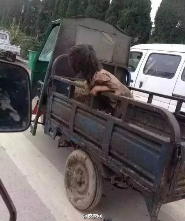 Cậu bé ngồi trên xe cùng lợn. (Nguồn: Sina)