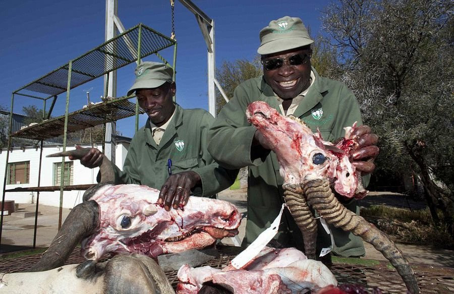Mặc dù chi phí đắt đỏ và là một quá trình sản xuất đẫm máu, tàn nhẫn nhưng những người giàu có trên khắp thế giới vẫn thực hiện. (Nguồn: QQ)