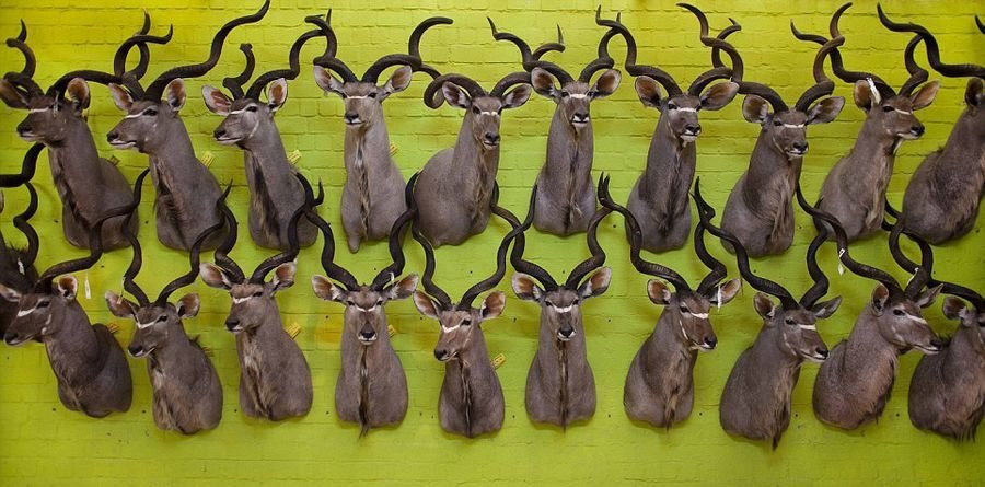 Một con voi mô hình sẽ có giá 27.000 bảng Anh, hươu cao cổ có giá 6.000 bảng Anh, báo sẽ có giá 1.300 bảng Anh. (Nguồn: QQ)