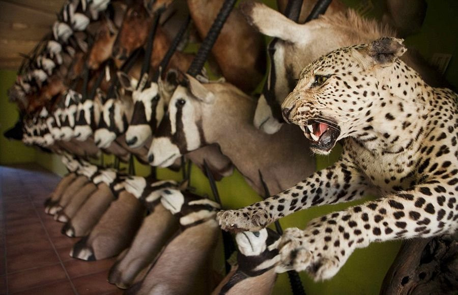 Những con thú mô hình sau khi hoàn thành. (Nguồn: QQ)