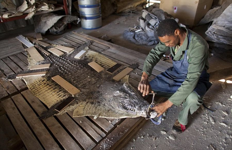 Người công nhân này đang thực hiện công việc tại một xưởng làm thú giả ở thủ đô Windhoek, Namibia. Khách hàng từ khắp nơi trên thế giới gửi về đây bộ da của voi, báo, linh dương, thậm chí cả cá sấu, sư tử để những công nhân lành nghề nhồi chúng thành những động vật giống như thật. (Nguồn: QQ)