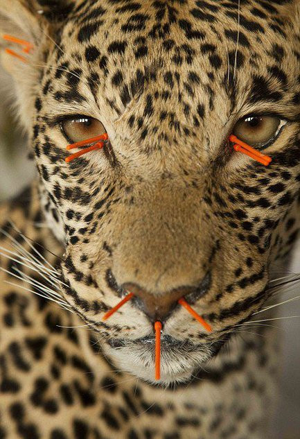 Cuối cùng là công đoạn gắn thêm mắt và màu sắc cho động vật. Mỗi năm, xưởng này sản xuất hơn 6.000 mô hình thú và 45 công nhân ở đây thì làm việc không ngừng tay.