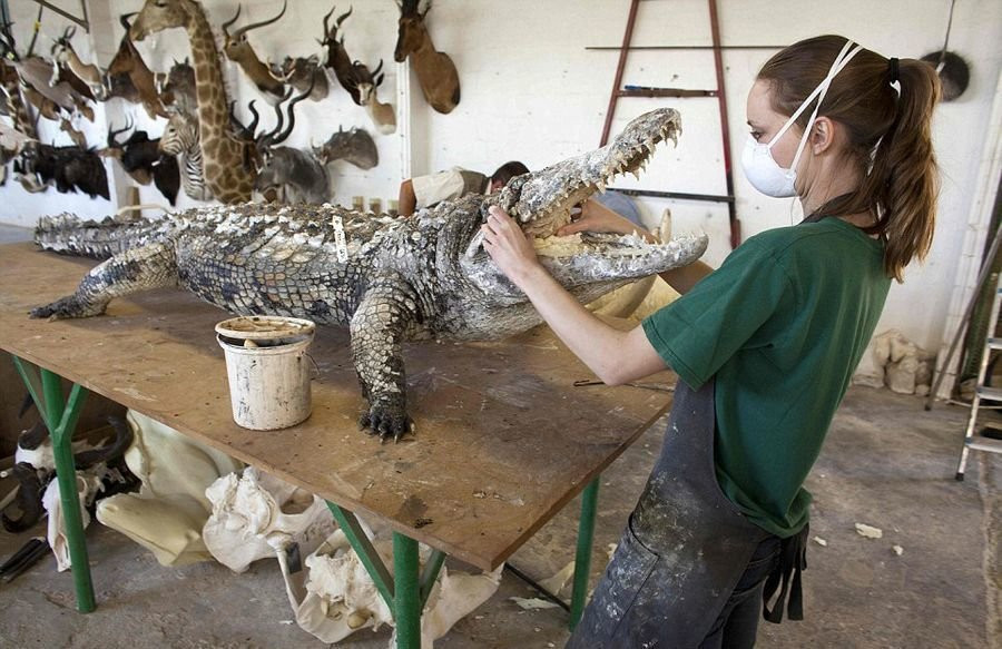 Tại một xưởng ở ngoại ô Windhoek, thú mô hình được sản xuất theo quy trình sau: công nhân lột da của con thú sau đó phơi khô, tiếp đó họ sẽ nhồi vào bên trong đó những khuôn hình theo kích cỡ nhỏ, vừa và lớn. (Nguồn: QQ)