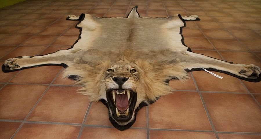 Những thợ săn đến đây hầu như là những người giàu đến từ Mỹ và Đức. Họ vô cùng thích thú việc làm mô hình thú từ những bộ da hay bộ lông động vật. (Nguồn: QQ)