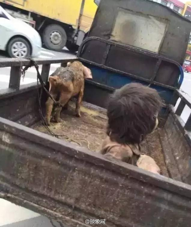 Cậu bé ngồi trên xe cùng lợn. (Nguồn: Sina)