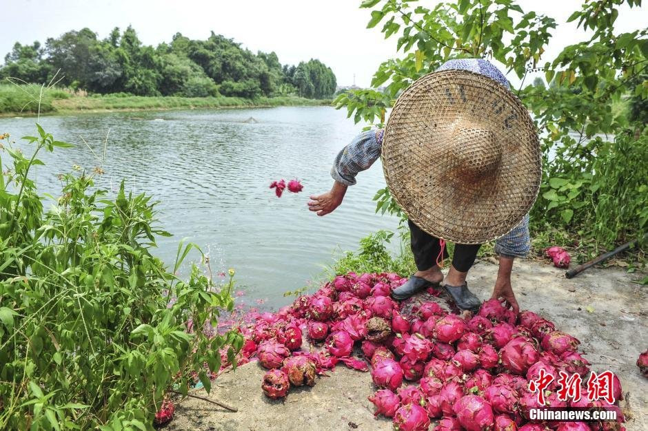 Năm nay thanh long ở đây được mùa nhưng sức tiêu thụ yếu, cộng thêm nhiệt độ cao nên không bảo quản được lâu. (Nguồn: chinanews.com)