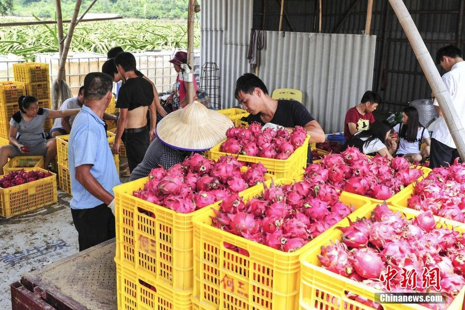 Hằng ngày, nông dân một nông trại trồng thanh long ở Phật Sơn, tỉnh Quảng Đông, miền Nam Trung Quốc phải đổ đi hàng loạt thanh long thối xuống ao cá. (Nguồn: chinanews.com)