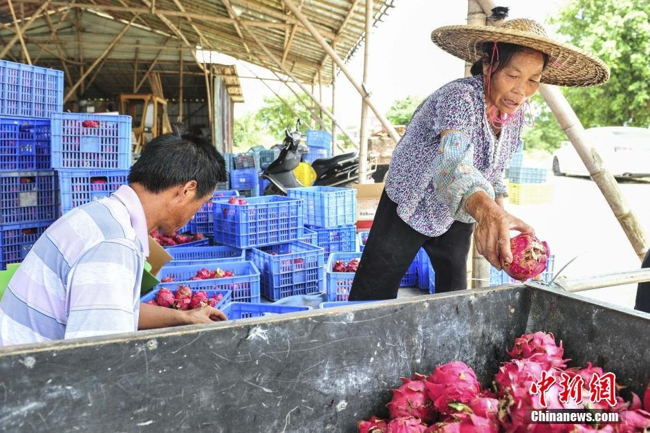 Phân loại thanh long. (Nguồn: chinanews.com)